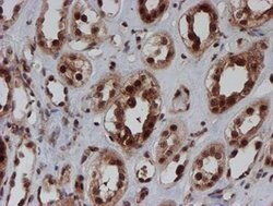 CRYZL1 Mouse anti-Human, Clone: OTI2F9, lyophilized, TrueMAB 100 &mu;g;