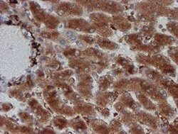 CRYZL1 Mouse anti-Human, Clone: OTI2F9, lyophilized, TrueMAB 100 &mu;g;