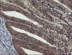 CRYZL1 Monoclonal Antibody (OTI1H11), TrueMAB , OriGene 30 &mu;L; Unconjugated:Antibodies,