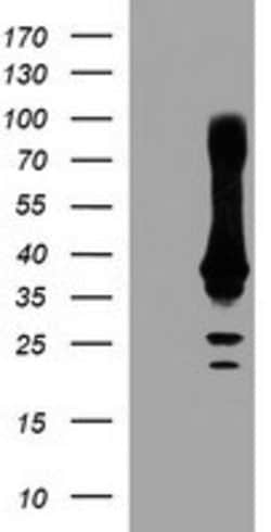 CRYZL1 Mouse anti-Human, Clone: OTI1A3, lyophilized, TrueMAB 100 &mu;g;