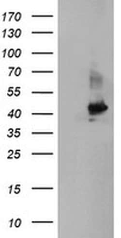 CRYZL1 Monoclonal Antibody (OTI1D9), TrueMAB , OriGene 100 &mu;L; Unconjugated:Antibodies,