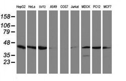 CRYZL1 Monoclonal Antibody (OTI1D9), TrueMAB , OriGene 100 &mu;L; Unconjugated:Antibodies,