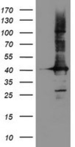 CRYZL1 Mouse anti-Human, Clone: OTI2F9, lyophilized, TrueMAB 100 &mu;g;