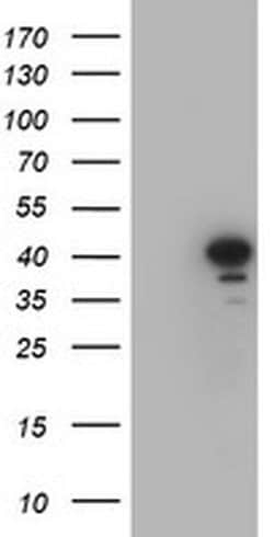 CRYZL1 Monoclonal Antibody (OTI1H11), TrueMAB , OriGene 30 &mu;L; Unconjugated:Antibodies,