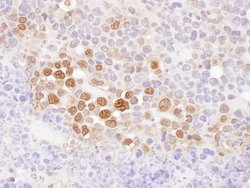 CSE1 Rabbit anti-Human, Mouse, Polyclonal, Bethyl Laboratories 100 &mu;L;
