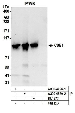 CSE1 Rabbit anti-Human, Mouse, Polyclonal, Bethyl Laboratories 100 &mu;L;