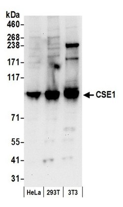 CSE1 Polyclonal Antibody, Bethyl Laboratories:Antibodies:Primary Antibodies