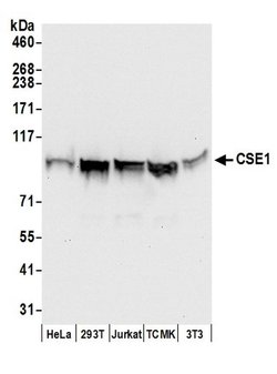 CSE1 Rabbit anti-Human, Mouse, Polyclonal, Bethyl Laboratories 100 &mu;l;