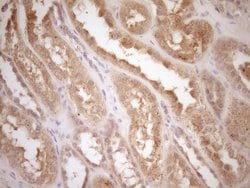CSF1 Mouse anti-Human, Clone: OTI8E1, liquid, TrueMAB 100 &mu;L | Buy Online | OriGene | Fisher Scientific