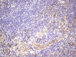 CSF2 Mouse anti-Human, Clone: OTI1A3, lyophilized, TrueMAB 100 &mu;g; Unconjugated:Antibodies,
