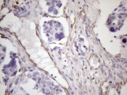 CSF2 Mouse anti-Human, Clone: OTI1A3, lyophilized, TrueMAB 100 &mu;g; Unconjugated:Antibodies,