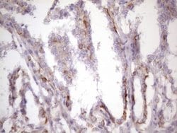 CSF2 Mouse anti-Human, Clone: OTI1A3, lyophilized, TrueMAB 100 &mu;g; Unconjugated:Antibodies,