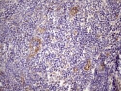CSF2 Mouse anti-Human, Clone: OTI1A3, lyophilized, TrueMAB 100 &mu;g; Unconjugated:Antibodies,