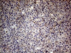 CSF2 Mouse anti-Human, Clone: OTI10G3, lyophilized, TrueMAB 100 &mu;g;