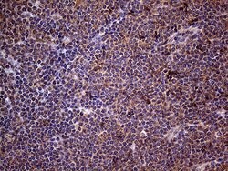CSF2 Mouse anti-Human, Clone: OTI10G3, lyophilized, TrueMAB 100 &mu;g;