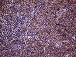 CSF2 Monoclonal Antibody (OTI10G3), TrueMAB , OriGene:Antibodies:Primary