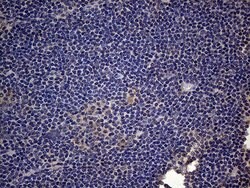CSF2 Mouse anti-Human, Clone: OTI10G3, lyophilized, TrueMAB 100 &mu;g;