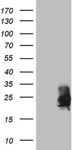 CSF2 Monoclonal Antibody (OTI13E6), TrueMAB , OriGene 100 &mu;L; Unconjugated:Antibodies,