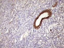 CSF2RB Monoclonal Antibody (OTI7A4), TrueMAB , OriGene 100 &mu;L; Unconjugated:Antibodies,