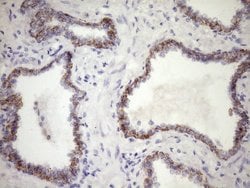 CSF2RB Monoclonal Antibody (OTI7A4), TrueMAB , OriGene 100 &mu;L; Unconjugated:Antibodies,