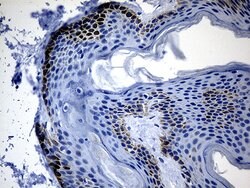 CSF3 Mouse anti-Human, Clone: OTI3F12, lyophilized, TrueMAB 100 &mu;g;
