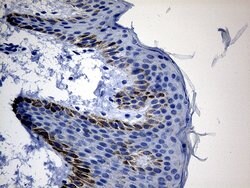 CSF3 Mouse anti-Human, Clone: OTI3C10, lyophilized, TrueMAB 100 &mu;g;