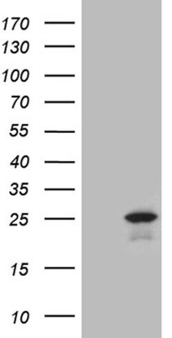 CSF3 Mouse anti-Human, Clone: OTI4F11, lyophilized, TrueMAB 100 &mu;g;