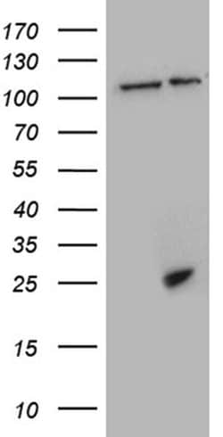 CSF3 Monoclonal Antibody (OTI1A9), TrueMAB , OriGene 30 &mu;L; Unconjugated:Antibodies,