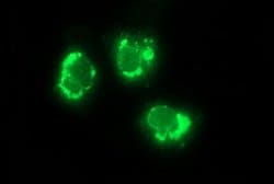 CSH1 Mouse anti-Human, Clone: OTI2E8, lyophilized, TrueMAB 100 &mu;g; Unconjugated:Antibodies,