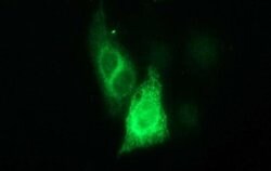 CSH1 Monoclonal Antibody (OTI3C8), TrueMAB , OriGene 100 &mu;L; Unconjugated:Antibodies,