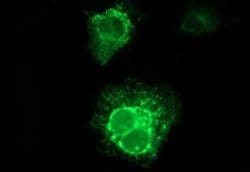 CSH1 Mouse anti-Human, Clone: OTI2A2, TrueMAB , Origene 30 &mu;L; Unconjugated:Antibodies,