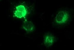 CSH1 Mouse anti-Human, Clone: OTI1C9, lyophilized, TrueMAB 100 &mu;g; Unconjugated:Antibodies,