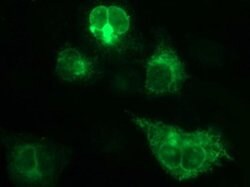 CSH1 Monoclonal Antibody (OTI4D6), TrueMAB , OriGene:Antibodies:Primary