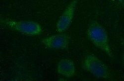 CSH1 Monoclonal Antibody (OTI4D6), TrueMAB , OriGene:Antibodies:Primary