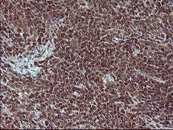 CSH1 Monoclonal Antibody (OTI2G4), TrueMAB , OriGene 30 &mu;L | Buy Online | Origene Technologies | Fisher Scientific