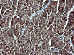 CSH1 Mouse anti-Human, Clone: OTI1C9, lyophilized, TrueMAB 100 &mu;g; Unconjugated:Antibodies,