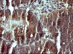 CSH1 Mouse anti-Human, Clone: OTI1C9, lyophilized, TrueMAB 100 &mu;g; Unconjugated:Antibodies,