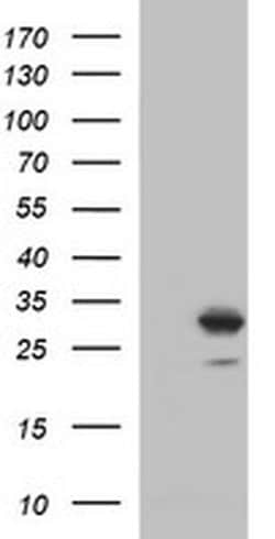 CSH1 Monoclonal Antibody (OTI2G4), TrueMAB , OriGene 30 &mu;L | Buy Online | Origene Technologies | Fisher Scientific