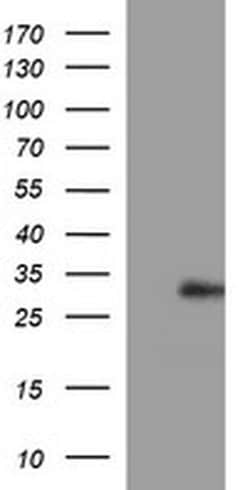 CSH1 Monoclonal Antibody (OTI3G5), TrueMAB , OriGene:Antibodies:Primary