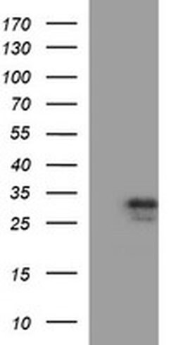 CSH1 Monoclonal Antibody (OTI3C8), TrueMAB , OriGene:Antibodies:Primary