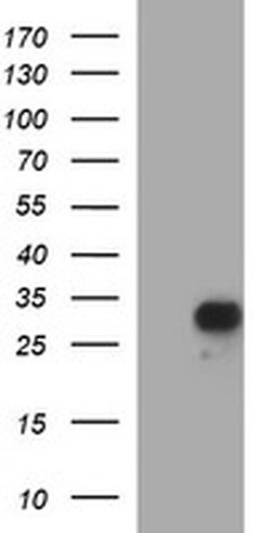 CSH1 Mouse anti-Human, Clone: OTI2A2, TrueMAB , Origene 30 &mu;L; Unconjugated:Antibodies,