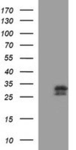 CSH1 Mouse anti-Human, Clone: OTI1C9, lyophilized, TrueMAB 100 &mu;g; Unconjugated:Antibodies,