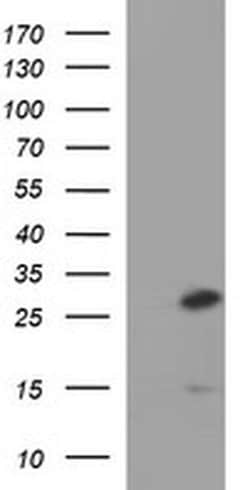 CSH1 Monoclonal Antibody (OTI4D6), TrueMAB , OriGene 100 &mu;L; Unconjugated:Antibodies,