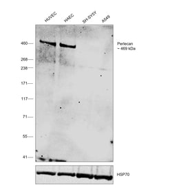 Invitrogen Perlecan Monoclonal Antibody (A71) 400 &mu;L; Unconjugated:Antibodies,