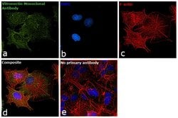 Invitrogen Vitronectin Monoclonal Antibody (HV2) 400 &mu;L; Unconjugated:Antibodies,