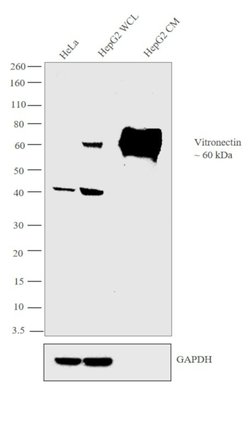 Invitrogen Vitronectin Monoclonal Antibody (HV2) 400 &mu;L; Unconjugated:Antibodies,