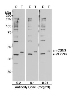 CSN3 Rabbit anti-Human, Polyclonal, Bethyl Laboratories 100 &mu;L; Unconjugated:Antibodies,