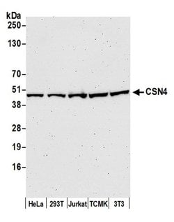 CSN4 Rabbit anti-Human, Polyclonal, Bethyl Laboratories 100 &mu;l; Unlabeled:Antibodies,