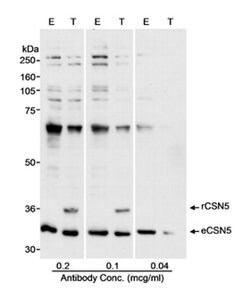 CSN5 Rabbit anti-Human, Mouse, Polyclonal, Bethyl Laboratories 100 &mu;L;