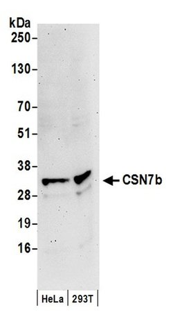 CSN7b Polyclonal Antibody, Bethyl Laboratories:Antibodies:Primary Antibodies